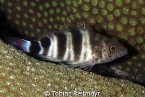 Redspotted Hawkfish, Something Special, Bonaire by Tobias Reitmayr 